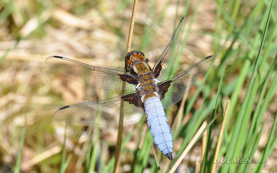 Broad-bodied Chaser (Male, Libellula depressa)